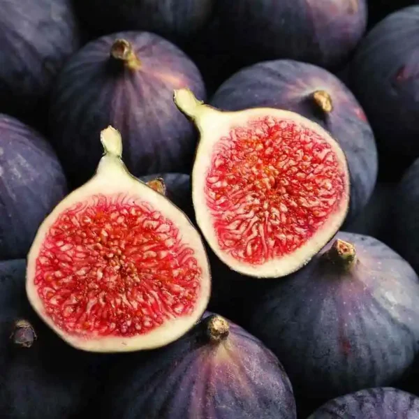انجیر سیاه – میوه‌ای با طعمی شیرین و خواص درمانی فراوان