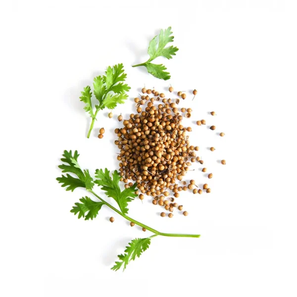 دمنوش گشنیز — چای معطر برای بهبود گوارش و آرامش اعصاب