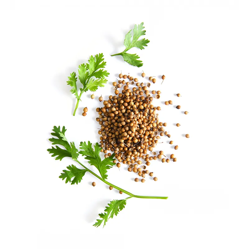 دمنوش گشنیز — چای معطر برای بهبود گوارش و آرامش اعصاب