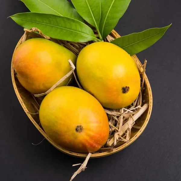 انبه (Mango) – میوه‌ای گرمسیری با طعمی شیرین و خواصی شگفت‌انگیز